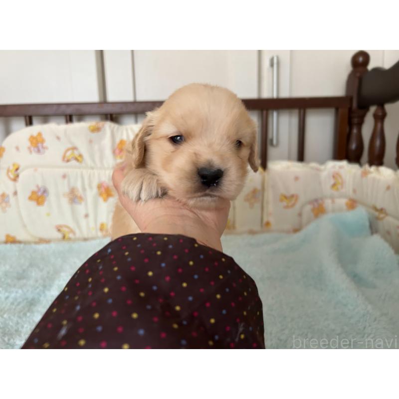 販売中の福岡県のゴールデンレトリーバー-439598の5枚目