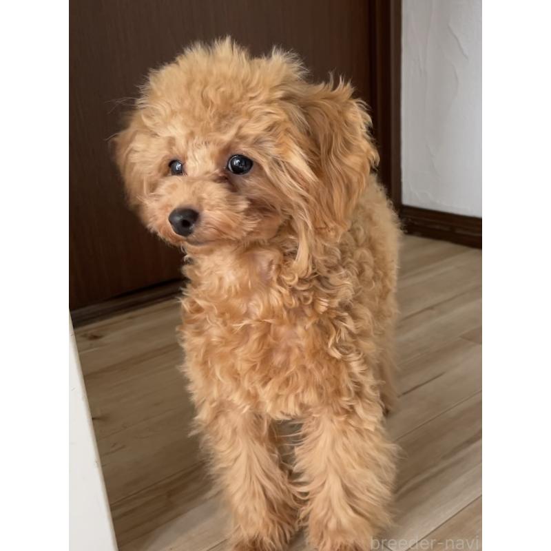 成約済の福岡県のタイニープードル-419432の10枚目