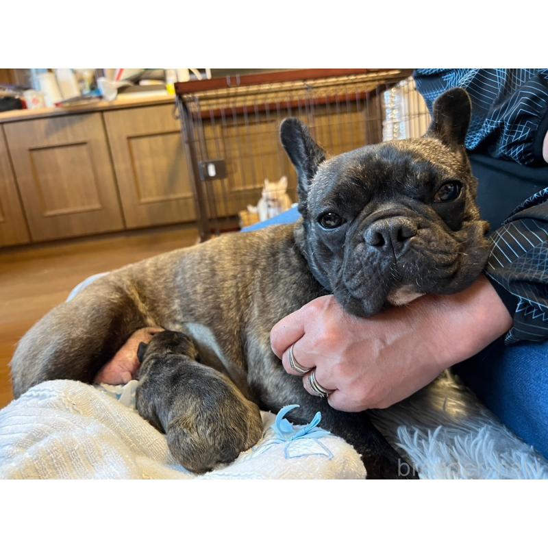 サクラちゃん1枚目