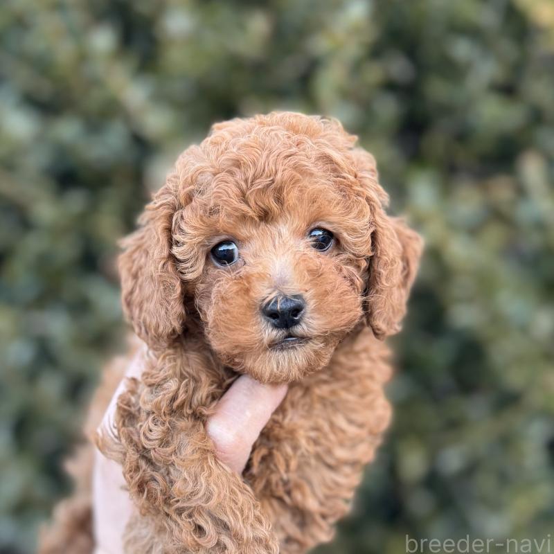 販売中の福岡県のトイプードル-439582