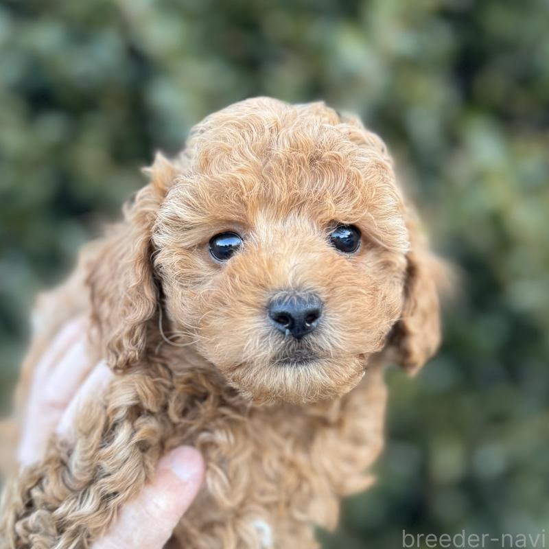 販売中の福岡県のトイプードル-439583