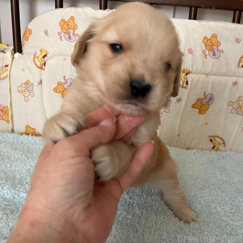 販売中の福岡県のゴールデンレトリーバー-439598の3枚目