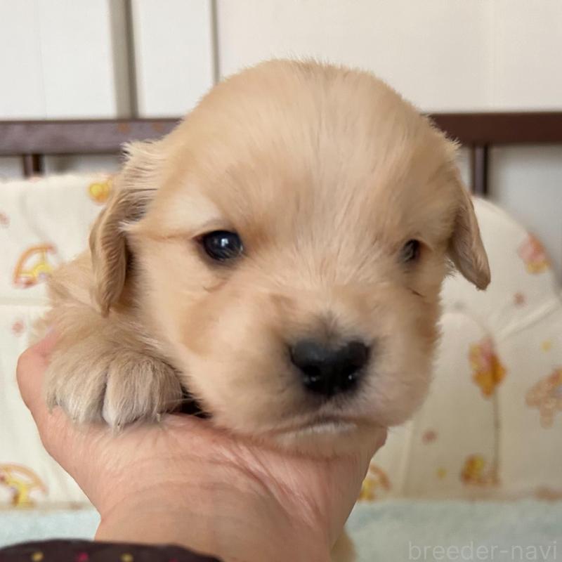 販売中の福岡県のゴールデンレトリーバー-439598の2枚目