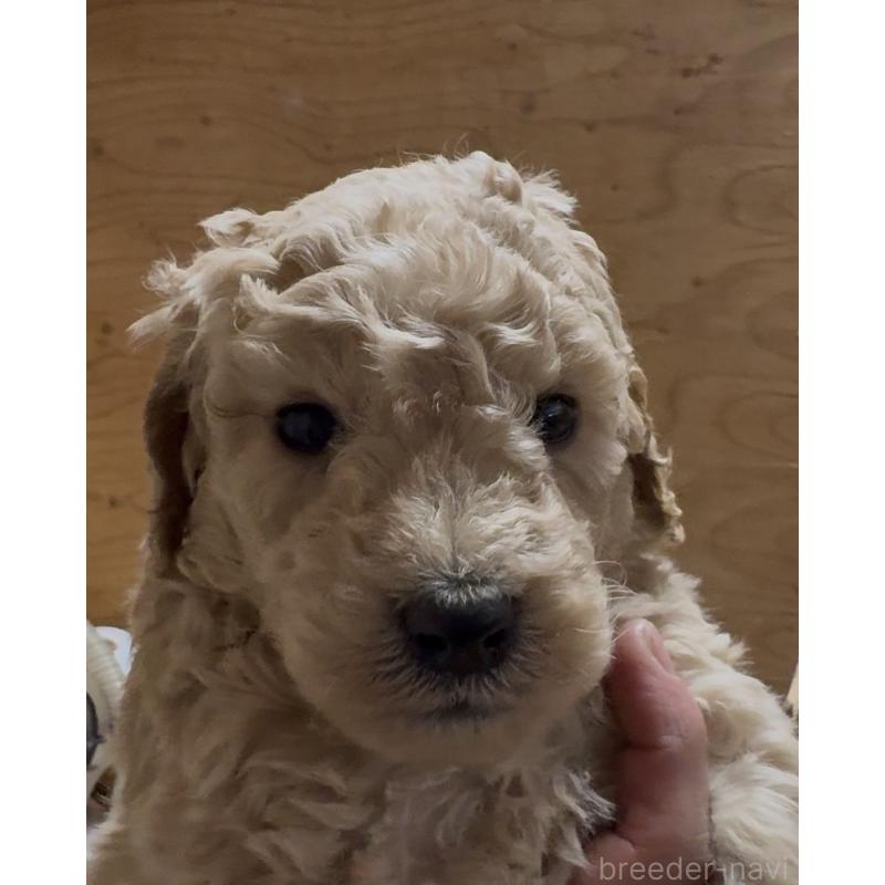販売中の愛知県のスタンダードプードル-437226