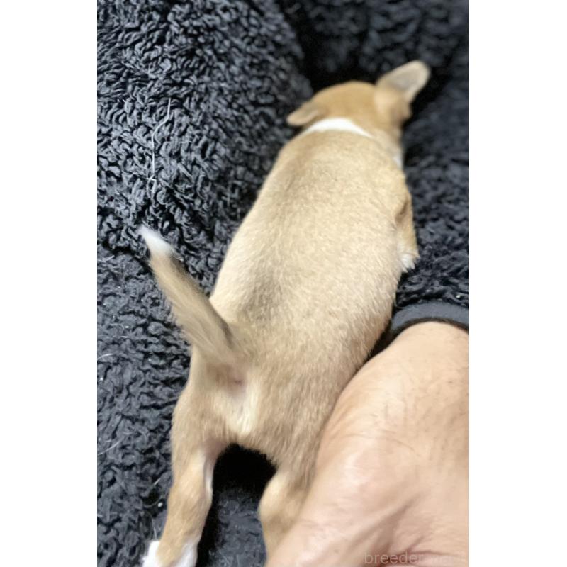 販売中の埼玉県のチワワ(スムースコート)-442659の5枚目