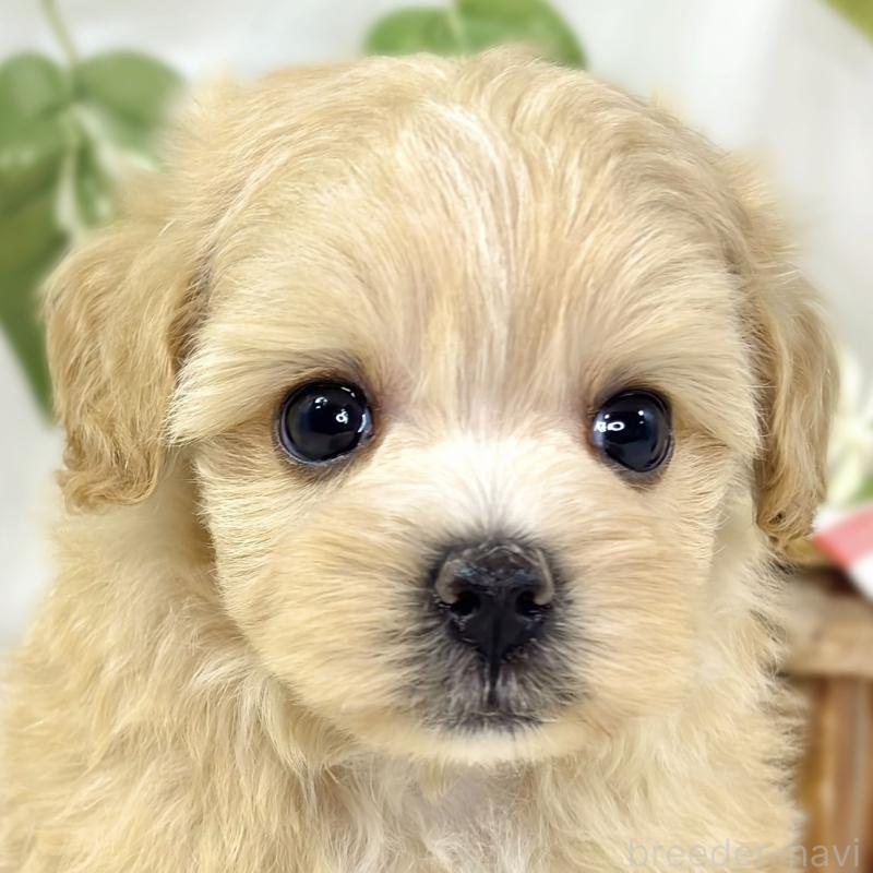 販売中の滋賀県のマルプー:マルチーズ×トイプードル-442648の1枚目