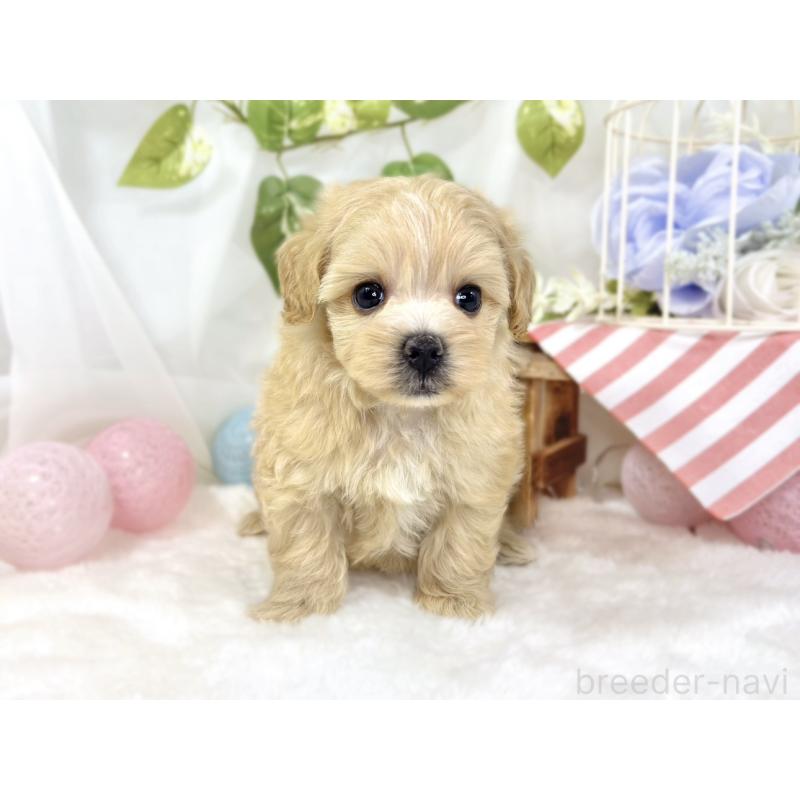 販売中の滋賀県のマルプー:マルチーズ×トイプードル-442648の4枚目