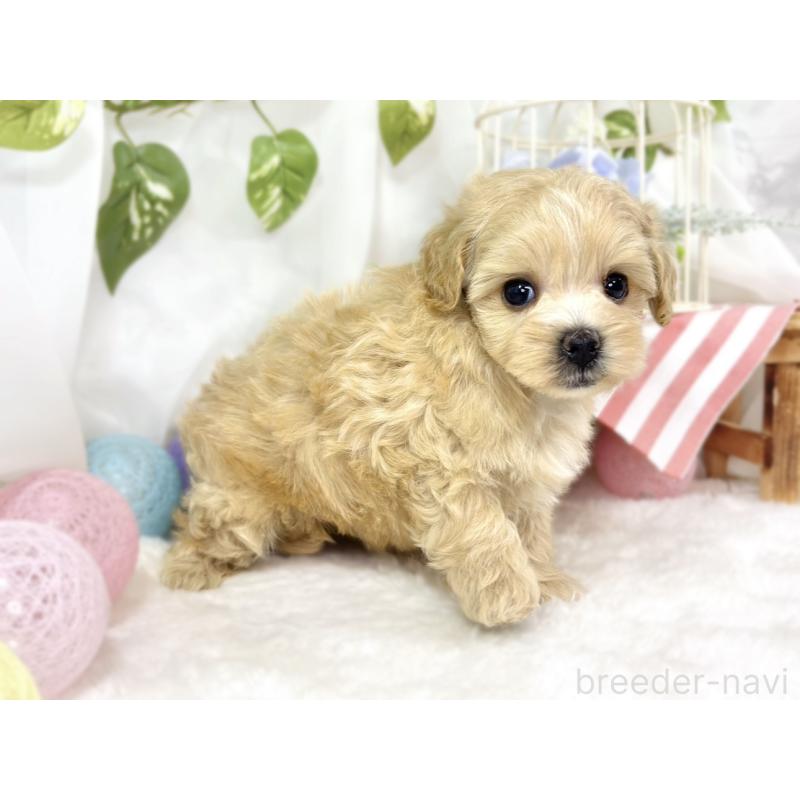 販売中の滋賀県のマルプー:マルチーズ×トイプードル-442648の3枚目