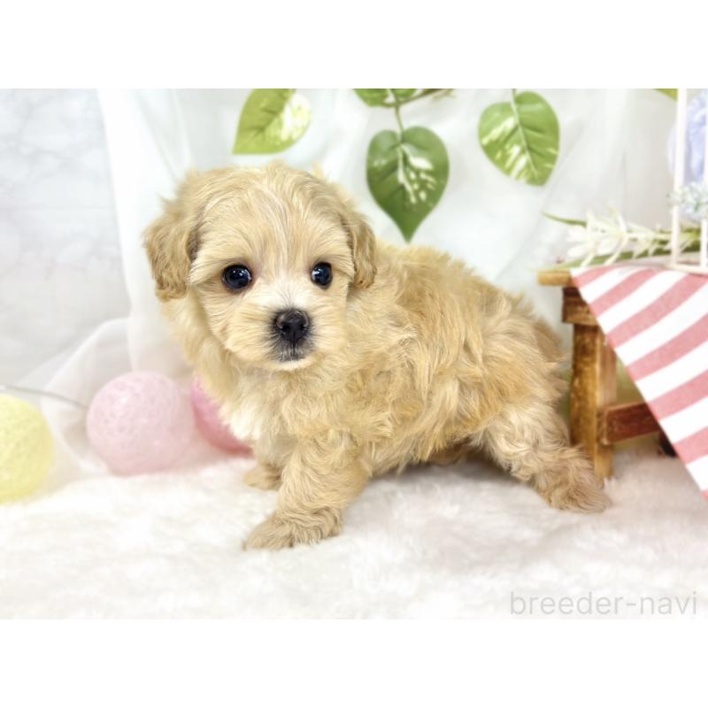 販売中の滋賀県のマルプー:マルチーズ×トイプードル-442648の2枚目