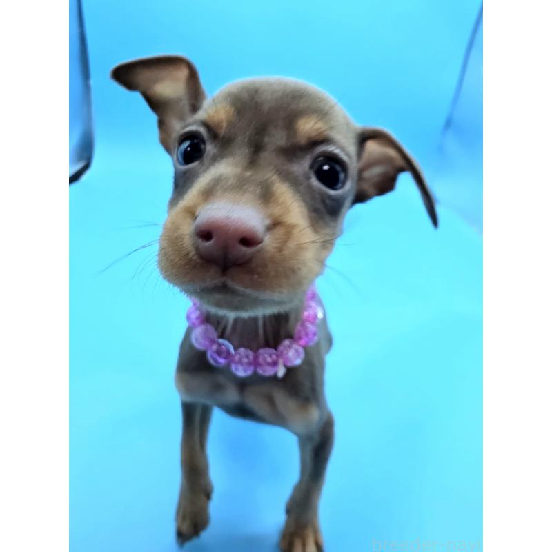 販売中の静岡県のミニチュアピンシャー(ミニピン)-440661の16枚目