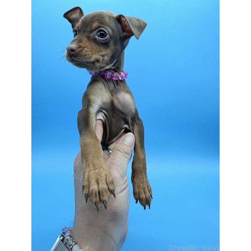 販売中の静岡県のミニチュアピンシャー(ミニピン)-440661の15枚目