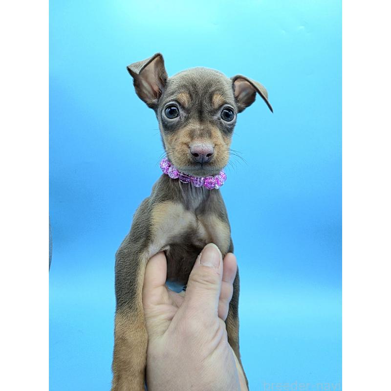 販売中の静岡県のミニチュアピンシャー(ミニピン)-440661の14枚目