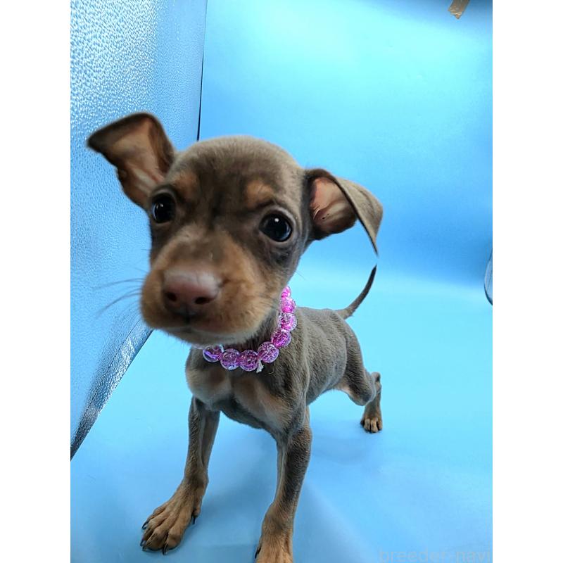 販売中の静岡県のミニチュアピンシャー(ミニピン)-440661の13枚目