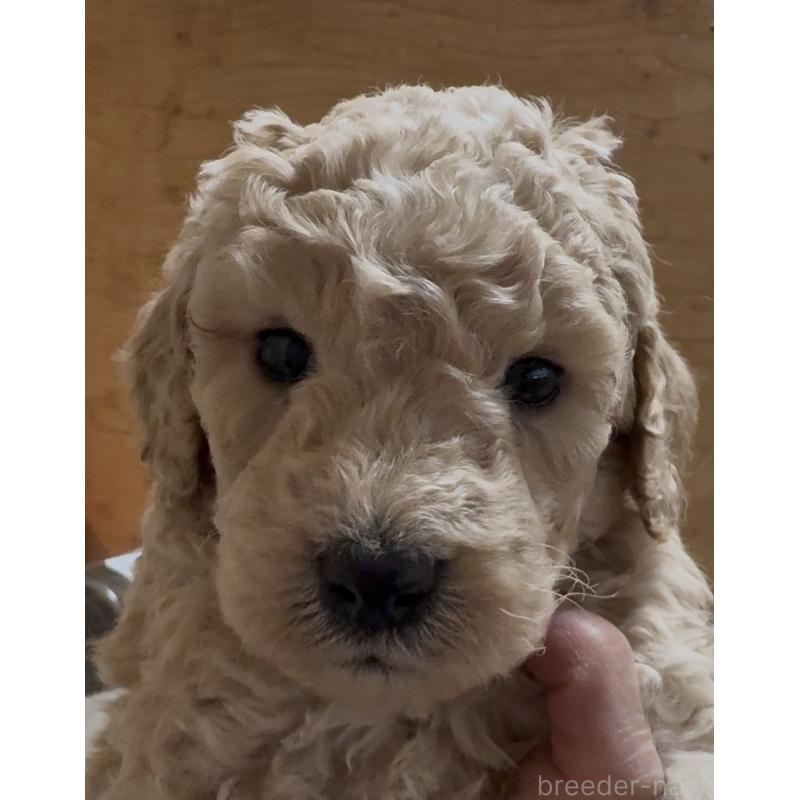 販売中の愛知県のスタンダードプードル-437224