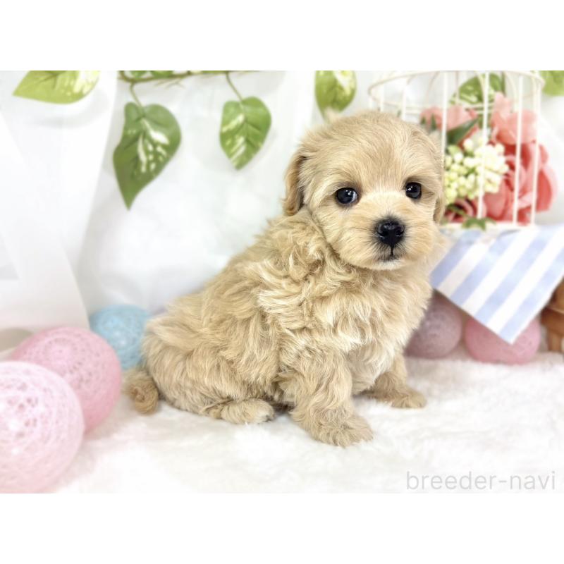 販売中の滋賀県のマルプー:マルチーズ×トイプードル-442649の3枚目