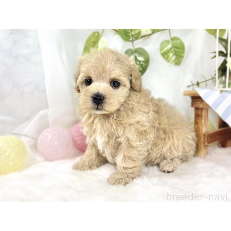 販売中の滋賀県のマルプー:マルチーズ×トイプードル-442649の2枚目