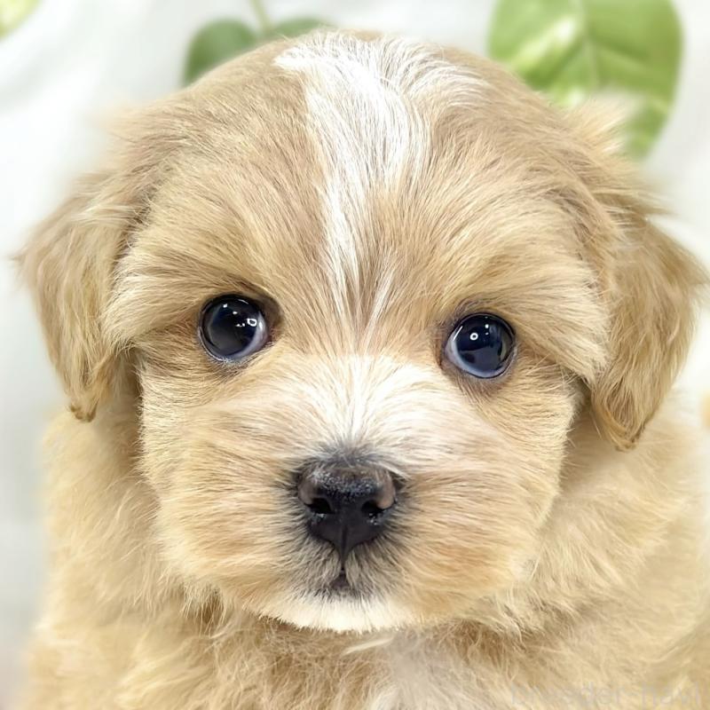 販売中の滋賀県のマルプー:マルチーズ×トイプードル-442650