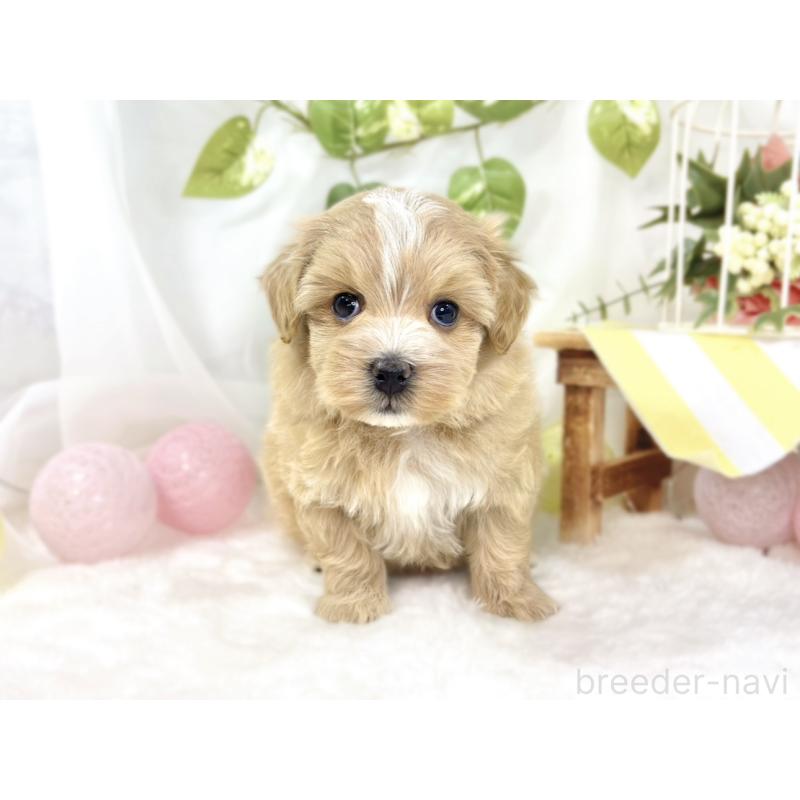 販売中の滋賀県のマルプー:マルチーズ×トイプードル-442650の4枚目