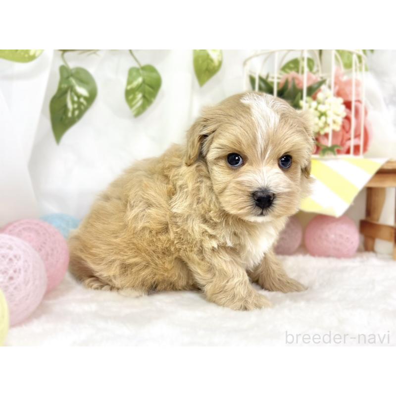 販売中の滋賀県のマルプー:マルチーズ×トイプードル-442650の3枚目