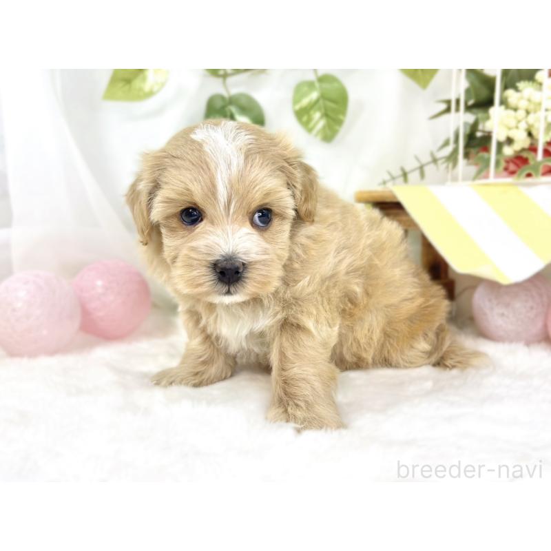 販売中の滋賀県のマルプー:マルチーズ×トイプードル-442650の2枚目