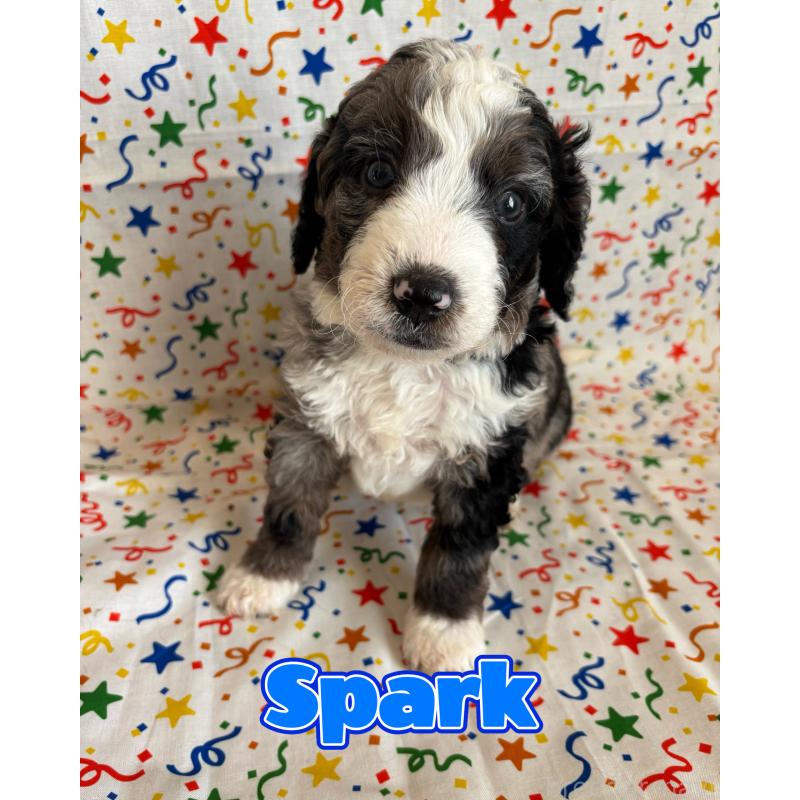 販売中の茨城県のバーニードゥードル:バーニーズ×スタンダードプードル-442860の1枚目