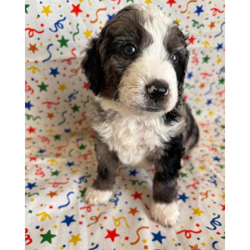 販売中の茨城県のバーニードゥードル:バーニーズ×スタンダードプードル-442860の3枚目