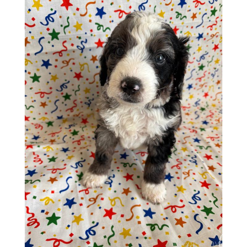 販売中の茨城県のバーニードゥードル:バーニーズ×スタンダードプードル-442860の2枚目