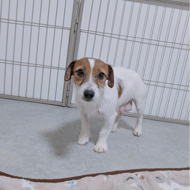 トワちゃん1枚目