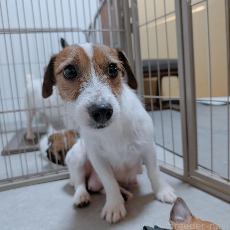 トワちゃん1枚目