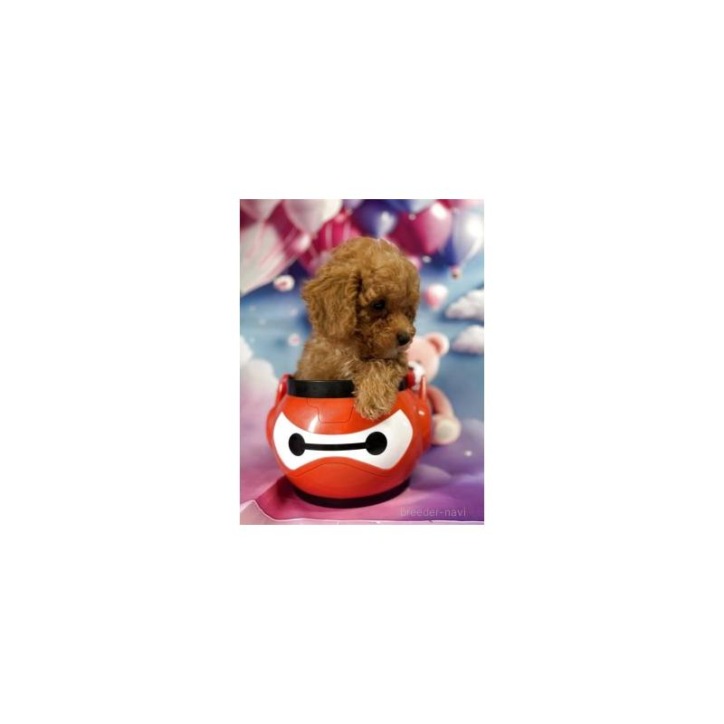 販売中の佐賀県のマルプー:マルチーズ×トイプードル-442861の3枚目