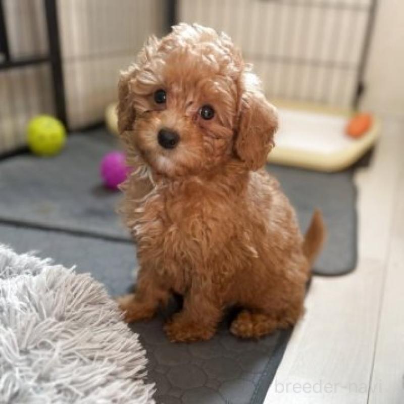 販売中の佐賀県のマルプー:マルチーズ×トイプードル-442861の4枚目