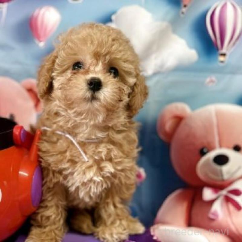 販売中の佐賀県のマルプー:マルチーズ×トイプードル-442863の4枚目