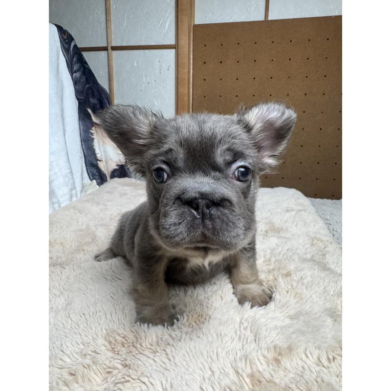 成約済の奈良県のフレンチブルドッグ-440458の6枚目