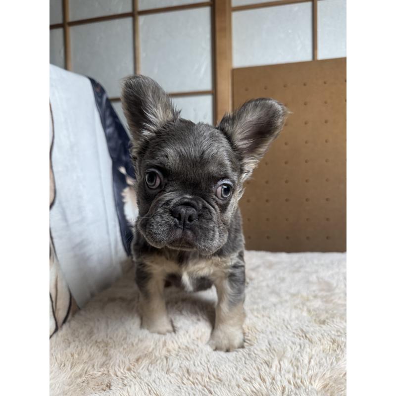 販売中の奈良県のフレンチブルドッグ-440455の2枚目