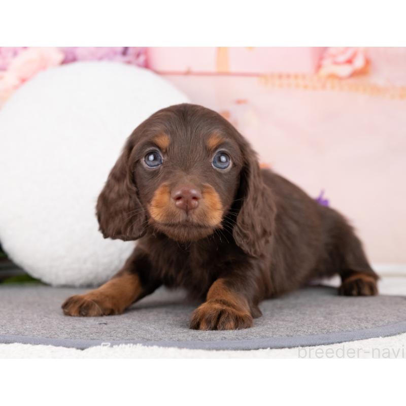 販売中の岐阜県のミニチュアダックスフンド(ロングヘアード)-442883の7枚目