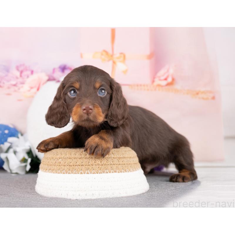 販売中の岐阜県のミニチュアダックスフンド(ロングヘアード)-442883の5枚目