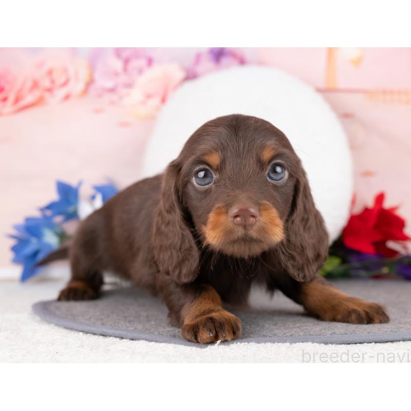 販売中の岐阜県のミニチュアダックスフンド(ロングヘアード)-442883の4枚目