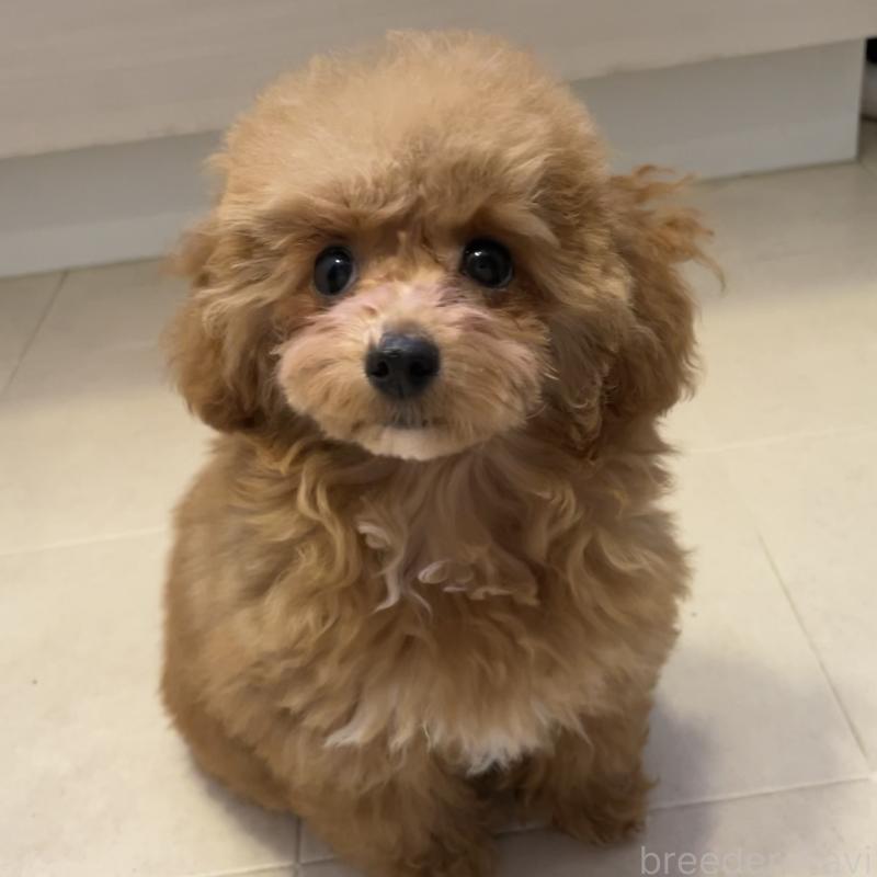 販売中の福岡県のタイニープードル-442884