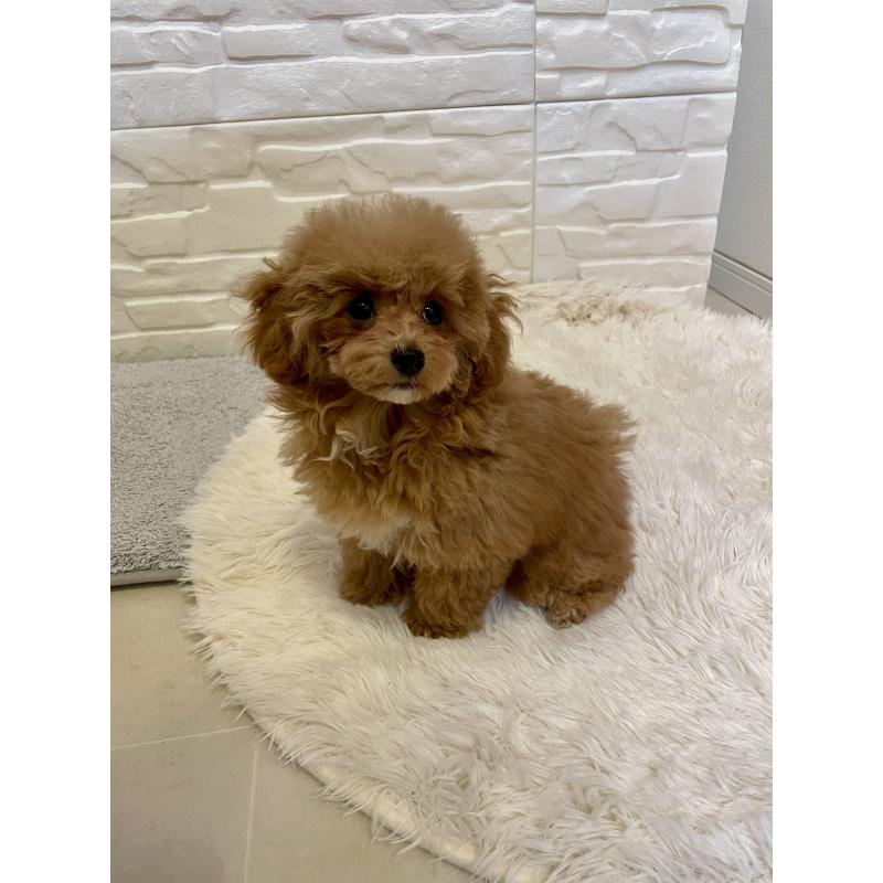 販売中の福岡県のタイニープードル-442884の5枚目