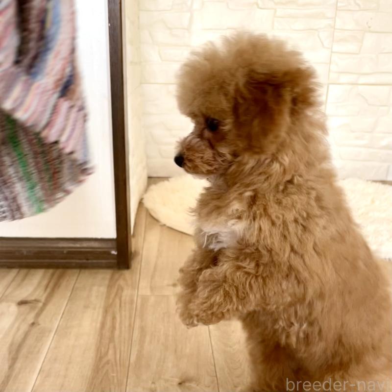 販売中の福岡県のタイニープードル-442884の3枚目