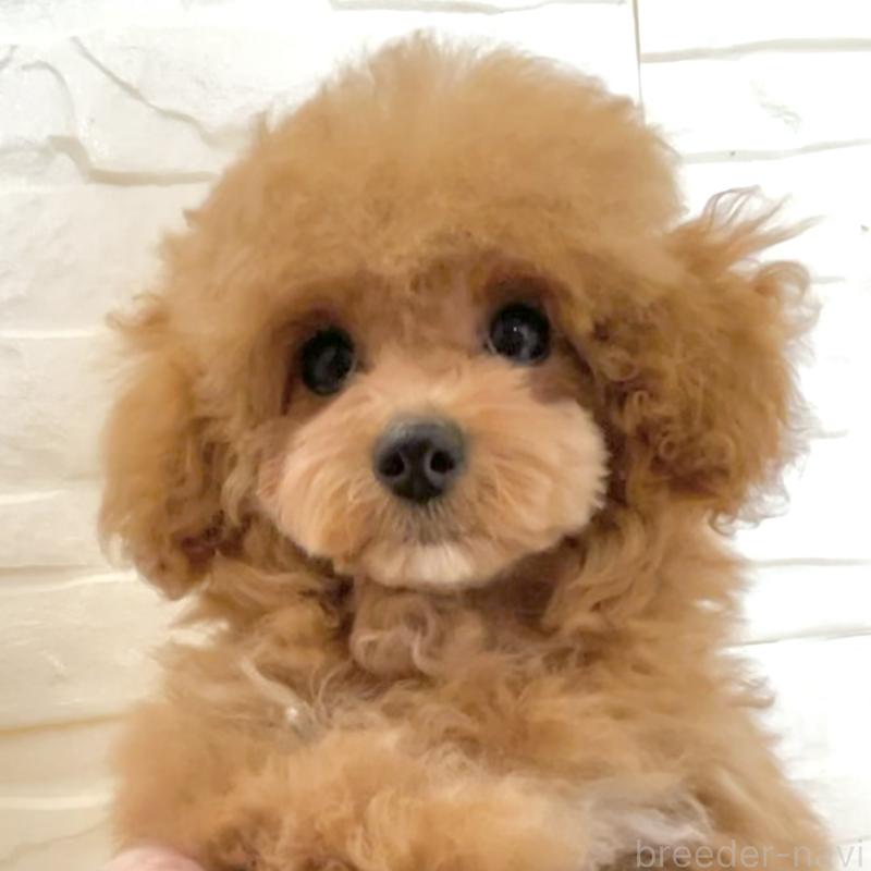 販売中の福岡県のタイニープードル-442884の2枚目