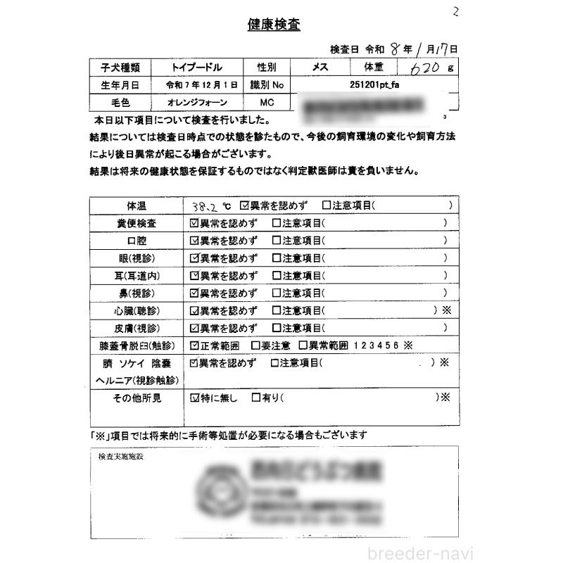 販売中の京都府のタイニープードル-436676の20枚目