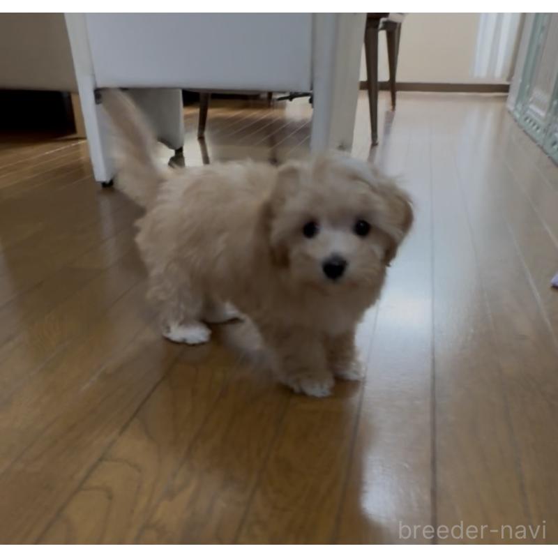 成約済の熊本県のミックス犬-425309の5枚目