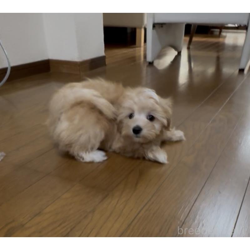 成約済の熊本県のミックス犬-425309の4枚目