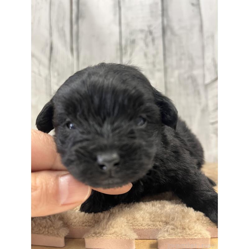 販売中の山梨県のヨープー:ヨークシャーテリア×トイプードル-442886の4枚目