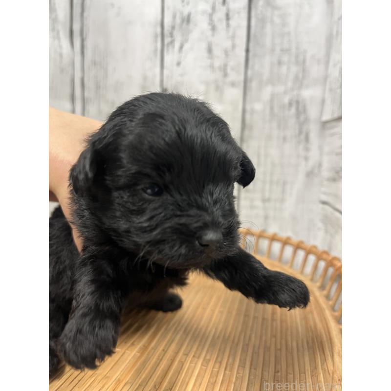 販売中の山梨県のヨープー:ヨークシャーテリア×トイプードル-442886の3枚目