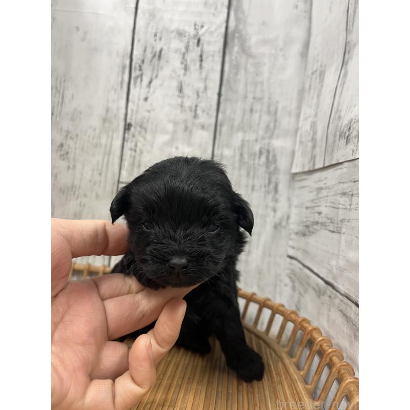 販売中の山梨県のヨープー:ヨークシャーテリア×トイプードル-442886の2枚目