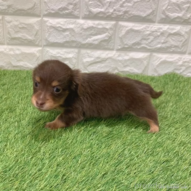 販売中の愛知県のミニチュアダックスフンド(ロングヘアード)-441590の5枚目