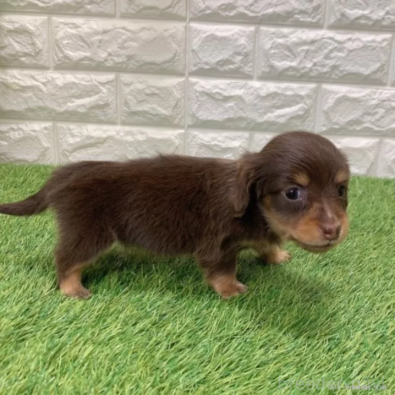 販売中の愛知県のミニチュアダックスフンド(ロングヘアード)-441590の4枚目