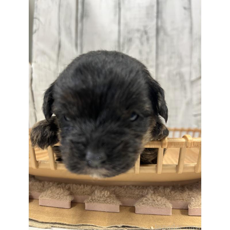 販売中の山梨県のヨープー:ヨークシャーテリア×トイプードル-442888の4枚目